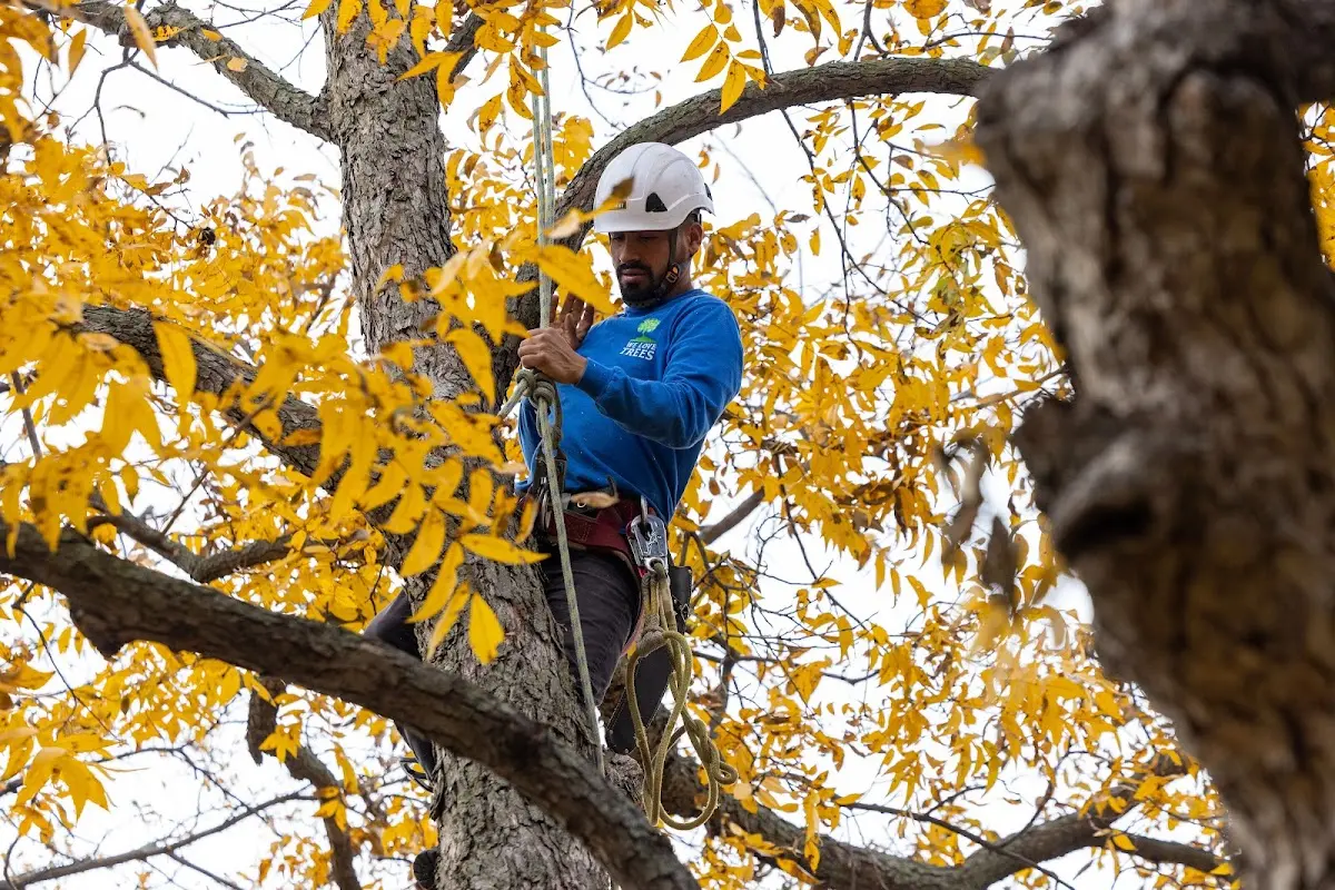 Skilled Storm Damage Cleanup crew working in Buxton
